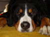 Berner Sennenhund Foto: Bella (ID 26017) Berner Sennenhund Hund