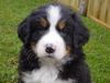 Berner Sennenhund Foto: Das ist Bienchen (ID 6227) Berner Sennenhund Hund