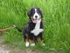 Berner Sennenhund Foto: Das ist Bienchen (ID 6219) Berner Sennenhund Hund