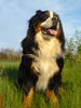 Berner Sennenhund Foto: Angelo in der Frühlingsabendsonne (ID 31473) Berner Sennenhund Hund