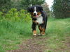 Berner Sennenhund Foto: .....Benn und der Sprung über den Bach... (ID 42103) Berner Sennenhund Hund