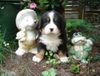 Berner Sennenhund Foto: vom Adlerhorst (ID 22108) Berner Sennenhund Hund