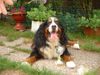 Berner Sennenhund Foto: Berner Sennen Rüde Ted (ID 34998) Berner Sennenhund Hund