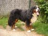 Berner Sennenhund Foto: Berner Sennen Rüde Ted (ID 35000) Berner Sennenhund Hund