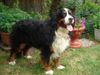 Berner Sennenhund Foto: Berner Sennen Rüde Ted (ID 34999) Berner Sennenhund Hund