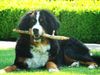 Berner Sennenhund Foto: na spiel schon mit mir!!!!!!!Benn mit 7 Monaten.... (ID 42057) Berner Sennenhund Hund