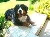 Berner Sennenhund Foto: Am schönsten ist es zu Hause......... (ID 42162) Berner Sennenhund Hund