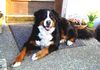 Berner Sennenhund Foto: ROMEO v. ORSANKA (ID 37411) Berner Sennenhund Hund
