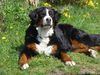 Berner Sennenhund Foto: ROMEO v. ORSANKA (ID 37779) Berner Sennenhund Hund