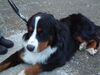 Berner Sennenhund Foto: Eddie (ID 6704) Berner Sennenhund Hund