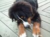 Berner Sennenhund Foto: MEINER ! (ID 5640) Berner Sennenhund Hund