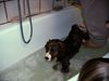 Berner Sennenhund Foto: kam vom Bauernhof in mein neues Heim,sah aus wie ein Schwein und mußte gleich in die Badewanne hinein. (ID 8950) Berner Sennenhund Hund