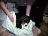 Berner Sennenhund Foto: und nun schlafe ich gleich ein (ID 8951) Berner Sennenhund Hund
