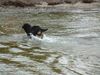 Berner Sennenhund Foto: Jetzt aber raus hier ! (ID 5639) Berner Sennenhund Hund