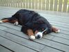 Berner Sennenhund Foto: Ben ganz müde (ID 3890) Berner Sennenhund Hund