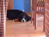 Berner Sennenhund Foto: ..und schon wieder ausruhen !! (ID 5637) Berner Sennenhund Hund