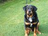 Berner Sennenhund Foto: bernweiler (roti-bernermix) (ID 23331) Berner Sennenhund Hund