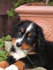 Berner Sennenhund Foto: Bin ich nicht süss ??? (ID 37869) Berner Sennenhund Hund