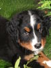 Berner Sennenhund Foto: Bin ich nicht süss (ID 37884) Berner Sennenhund Hund