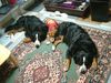 Berner Sennenhund Foto: Like a river runs (ID 19273) Berner Sennenhund Hund