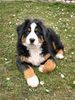 Berner Sennenhund Foto: jessie (ID 19802) Berner Sennenhund Hund