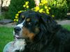 Berner Sennenhund Foto: PotterJoe sagt...bähhhh!! ;-)) (ID 26111) Berner Sennenhund Hund