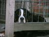 Berner Sennenhund Foto: Unser Max: Lasst mich raus.......!!!! (ID 26110) Berner Sennenhund Hund