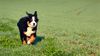 Berner Sennenhund Foto: jessie (ID 19991) Berner Sennenhund Hund