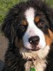 Berner Sennenhund Foto: jessie (ID 19990) Berner Sennenhund Hund