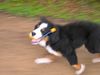 Berner Sennenhund Foto: spiiiiiiieeeeleeeen ! :) (ID 20923) Berner Sennenhund Hund