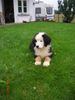 Berner Sennenhund Foto: Mein Collin mit 13 Wochen (ID 40148) Berner Sennenhund Hund