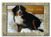 Berner Sennenhund Foto: Der Hund kommt nicht ins Bett!!!!!!!!!!!! (ID 42122) Berner Sennenhund Hund