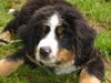 Berner Sennenhund Foto (ID 17826) Berner Sennenhund Hund