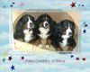 Berner Sennenhund Foto: für Sabine...das Dreimäderlhaus aus Strasshof (ID 42111) Berner Sennenhund Hund
