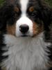 Berner Sennenhund Foto: Unser Berner-Emil mit 10 Wochen (ID 6174) Berner Sennenhund Hund