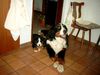 Berner Sennenhund Foto: Henry und Joschi (ID 5202) Berner Sennenhund Hund