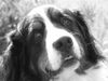 Berner Sennenhund Foto: Eddi (ID 15695) Berner Sennenhund Hund