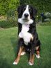 Berner Sennenhund Foto: Gestatten, mein Name ist PAUL (ID 19033) Berner Sennenhund Hund