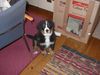 Berner Sennenhund Foto: Emily mit 12 Wochen (ID 7736) Berner Sennenhund Hund