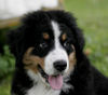Berner Sennenhund Foto: Emma (11 Wochen alt) (ID 27176) Berner Sennenhund Hund