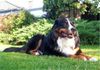 Berner Sennenhund Foto: Filou 2004 (ID 17488) Berner Sennenhund Hund