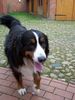 Berner Sennenhund Foto (ID 23185) Berner Sennenhund Hund