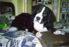 Berner Sennenhund Foto: Gino-Er war der tollste Hund der Welt :-( (ID 21276) Berner Sennenhund Hund