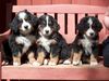 Berner Sennenhund Foto: Kennel Private-Stefal (ID 5355) Berner Sennenhund Hund
