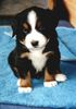 Berner Sennenhund Foto: Henk, 6 Wochen alt (ID 7161) Berner Sennenhund Hund