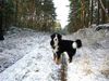 Berner Sennenhund Foto: Endlich Mein Wetter (ID 27781) Berner Sennenhund Hund