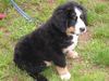 Berner Sennenhund Foto (ID 17825) Berner Sennenhund Hund
