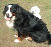 Berner Sennenhund Foto: Mein schatzi Sina und ihr Bodyguard Maltezer Idefix (ID 43103) Berner Sennenhund Hund