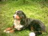 Berner Sennenhund Foto: Ah, ein schönes Sonnenbad ist doch was feines. Püppy auf der Wiese. (ID 16729) Berner Sennenhund Hund
