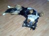 Berner Sennenhund Foto: Unser Berni beim schlafen (ID 12453) Berner Sennenhund Hund